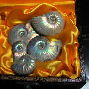 马达加斯加海洋古生物化石矿标原皮斑彩螺未打磨原汁原味化石标本