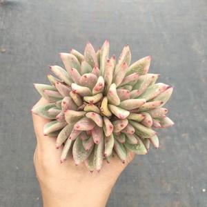 多肉植物 皮蛋群 新手易养 办公室阳台盆栽 云南昆明基地直发