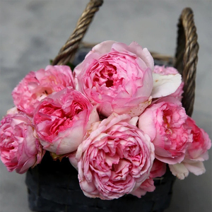 000人付款淘宝新品月季花苗伊芙繁华都市浓香大花灌木切花阳台庭院