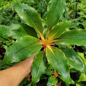 橙柄草盆栽马达加斯加吊兰室内外耐阴观叶绿植花卉吸甲醛安曼吊兰