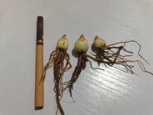 兰州龙牙百合新鲜食用粉糯不苦种球种植苗一年小种球基地直发包邮