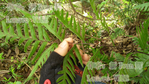 新鲜半边旗甘草蕨半凤尾草风药凤凰尾巴草单边旗野生草药中药材