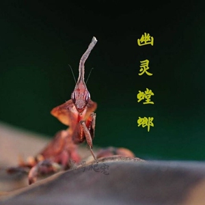 幽灵螳螂活体另宠物昆虫活体眼斑大刀广斧非洲大魔花刺花螳螂螳螂