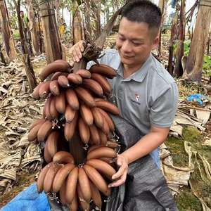 广西红香蕉苹果蕉混装净重9斤（5斤红美人蕉+4斤苹果蕉）