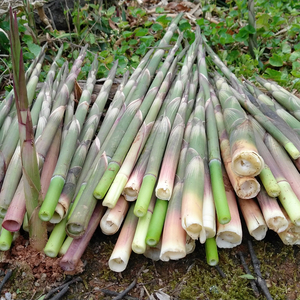 湖南野生小竹笋5斤新鲜现拔农家手剥春笋肉嫩带壳包邮山细笋嫩尖