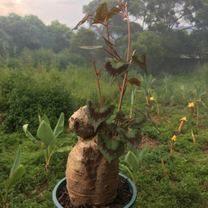 奇花异草山羊头火焰纹何首乌块根多肉植物盆景绿植常绿藤本盆栽花