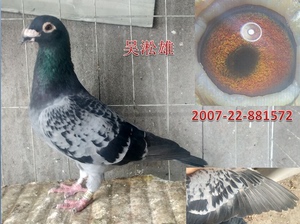 吴淞 种鸽 赛鸽 信鸽 血统鸽子 成绩鸽子