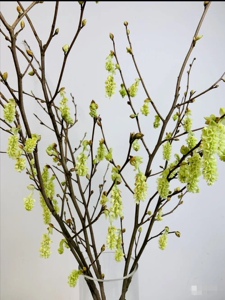 含羞花耳坠花新鲜切花水养枝条云南昆明基地直发办公室内家用插花