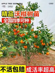 广西正宗嫁接091无核沃柑树苗橘子柑橘苗南方种植地盆栽当年结果