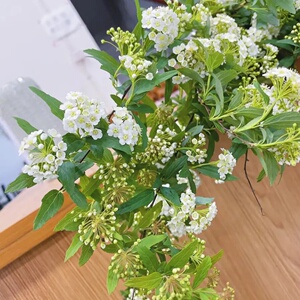 雪柳鲜切粉色喷雪花鲜枝条室内鲜花鲜枝水养切花水培装饰小手球90人