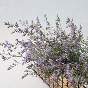 【情人草鲜花包邮】情人草鲜花包邮品牌,价格 - 阿里巴巴