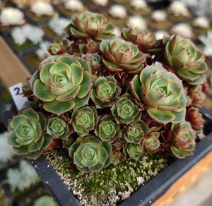 2号圆叶罗西玛 老桩群生 一物一拍 母本级 老李多肉家