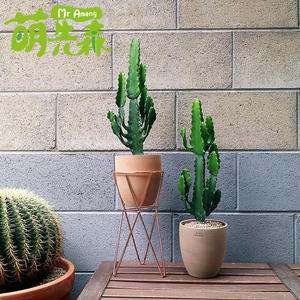 室内外客厅沙漠仙人掌三角大戟科属多肉植物仙人柱仙人球种植基地