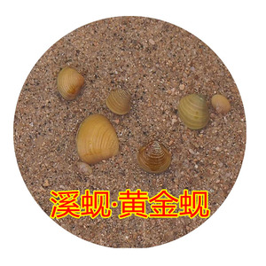 黄金蚬螺活体 迷你小贝壳鱼缸净化水质除藻观赏螺 淡水溪蚬包邮