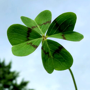 春植酢浆草 四叶草 幸运草 g4 现货