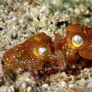 抖音frank同款黄金乌贼翻沙孟宠乌贼宠物章鱼现货顺丰到家包损