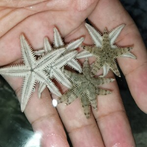 迷你翻砂星 海水鱼缸翻沙 海水鱼缸珊瑚缸生物 实际邮费到付