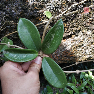 深山现采新鲜石壁梅铁加杯玉绣球兰叶中药材草鞋板蜡兰盆栽500g