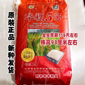 华粳5号水稻种子粳稻种子高产抗病优质香粳米种子稻谷种籽可留种