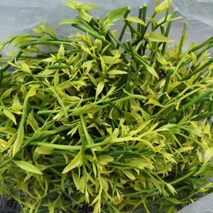 t_1481465077056_0188淘宝云南野菜 野生甜菜 长蕊甜菜 每年只有3