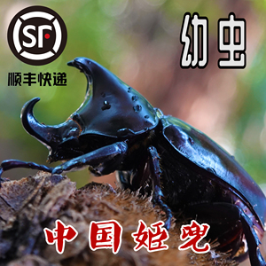 独角仙幼虫