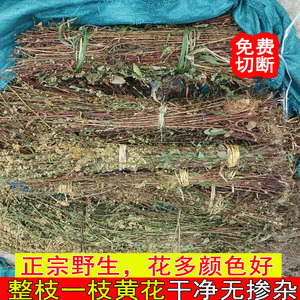 野生一枝黄花中药材农家一支黄花草药老虎尿 大叶七星剑500克包邮