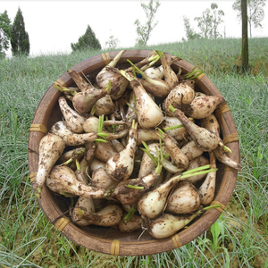 广西荞头新鲜现挖藠头当季教头薤头蔬菜农家自种白小蒜3斤5斤