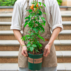 炮仗花盆栽四季常青庭院阳台爬藤开花植物爬墙攀爬花卉老桩带花苞