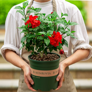 扶桑花盆栽四季开花好养室外阳台重瓣朱槿大红花牡丹绿植大盆花卉