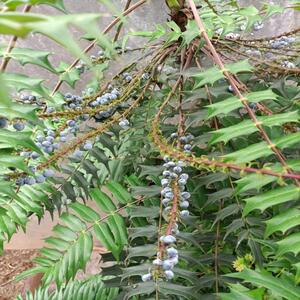 贵州毕节野外新鲜十大功劳中药材500g刺黄莲 土黄连 黄柏天然功劳