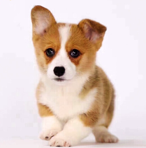 柯基犬纯种黑色