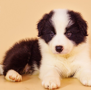 【边牧成都】边牧成都品牌,价格 - 阿里巴巴