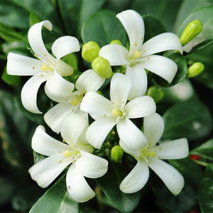 九里香盆栽驱蚊植物千里香七里香大苗老桩浓香型阳台四季花卉绿植