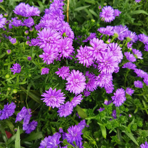泰国玛格丽特盆栽重瓣紫菀翠菊花阳台庭院花境植物四季花卉带花苞