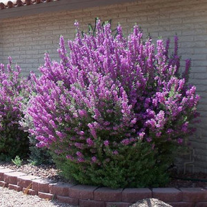 红花玉芙蓉 木本花卉别墅庭院花园地栽盆栽粗生好养花卉开花植物