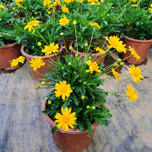 黄金菊盆栽庭院阳台开花植物木春菊玛格丽特菊花带花苞好养花卉花