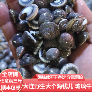 大连海鲜海货新鲜活大海钱儿海钱螺海瓜子玻璃牛金钱螺海锥海螺蛳