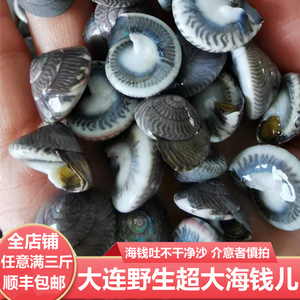 大连海鲜超大个玻璃牛 鲜活海钱儿 海钱螺海瓜子活金钱螺海贝海锥