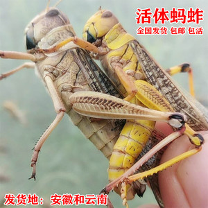 东亚飞蝗活体蚂蚱蝗虫蚱蜢草蜢虰蜢蟋蟀幼虫成虫 顺丰包邮 包活