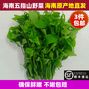 海南五指山野菜三亚新鲜蔬菜鲜嫩1斤天绿香益肝菜树仔菜顺丰包邮