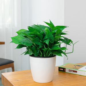 绿萝盆栽室内植物吸除甲醛净化空气水培花卉绿植绿箩新房家用桌面