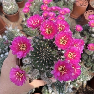 四海园艺 阳春丸仙人球易开花自根玫红大花丽花属可群生多肉植物