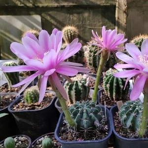 四海园艺 剑芒丸仙人球实生大花 多肉植物草球类