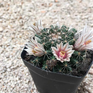 四海园艺 白雪丸仙人球乳突属绿植盆栽易养易开花多肉植物复色花