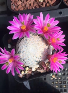 四海园艺 白鸟仙人球乳突之王  白球不扎手软刺稀有品种精品球