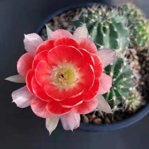 四海园艺 火焰丽花仙人球 丽花属多肉绿植盆栽易开花趣味裸根