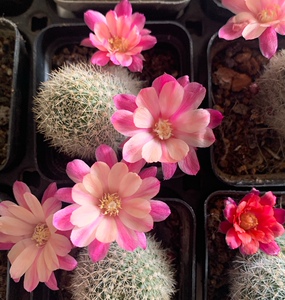 四海园艺 艾丝美拉达仙人球 粉蝶 沟宝属复色花红花 金蝶银碟