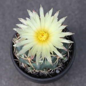 四海园艺 天司象牙仙人球 实生雪顶 顶花球属萝卜根 强刺多肉植物