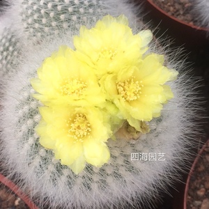四海园艺 白小町丁仙人球实生籽播白色软毛可爱南国玉属黄花