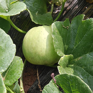 【湖南甜瓜】湖南甜瓜品牌,价格 - 阿里巴巴